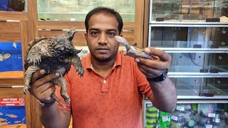 Snakehead Turtle, Sideneck Turtle, Snapping Turtle, Mata Mata Turtle at Karnataka Aquarium