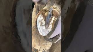 #farrier #animalwelfare #horse #asmr