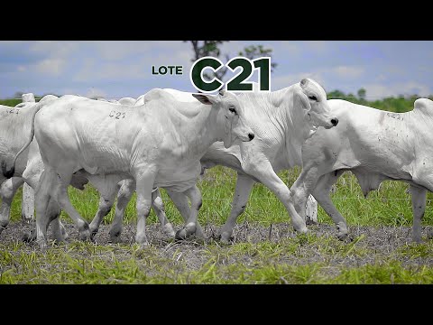 LOTE C21