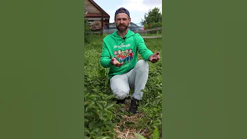 Как мы сами губим урожай клубники. Ошибки при выращивании