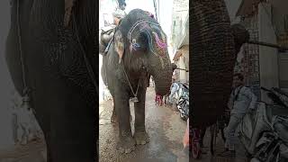 wow amazing elephant ?shorts viral pleasesubscribe vira animal bobbydeol ????