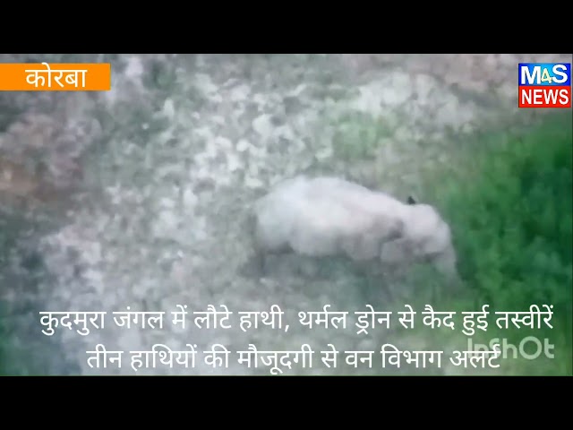 कोरबा के कुदमुरा जंगल में लौटे हाथी, थर्मल ड्रोन से कैद हुई तस्वीरें तीन हाथियों की तस्वीर