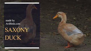 Saxony Duck