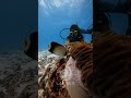 From vibrant reefs to curious marine life – every dive is a new adventure #scubadiving #lakshadweep