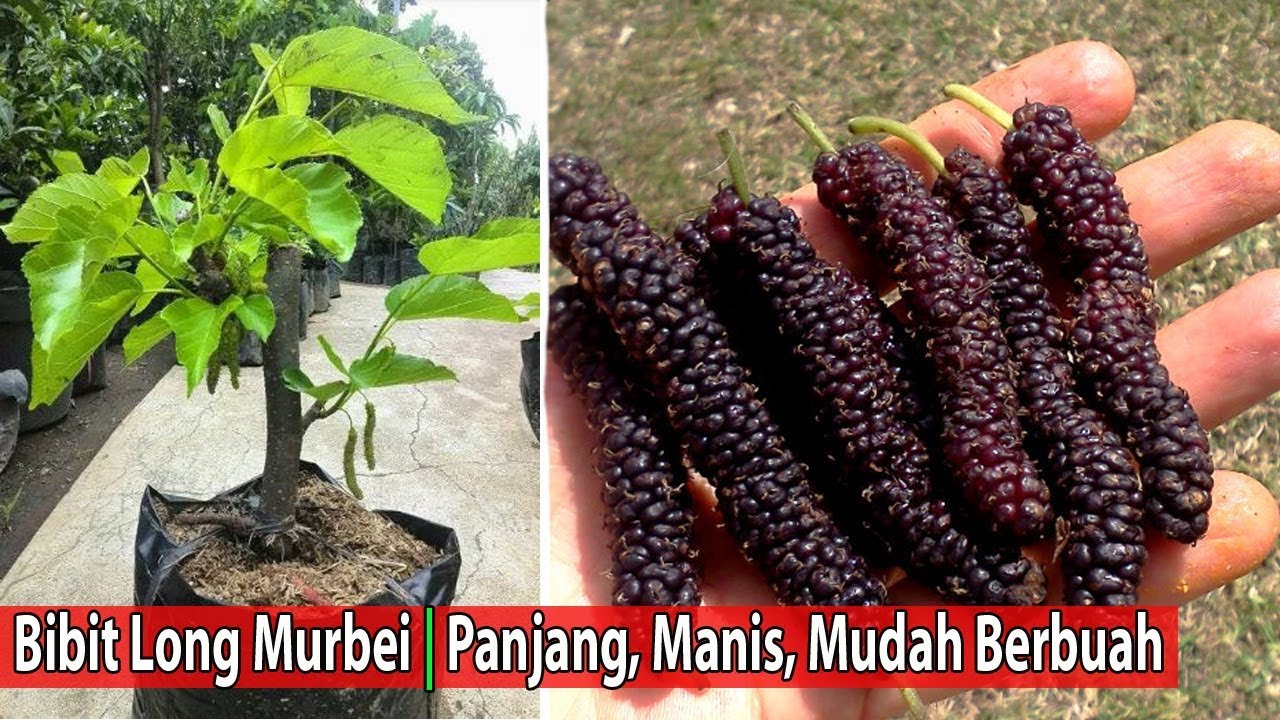 14 Cara Membuat Bonsai Murbei Berbuah Lebat Terampuh