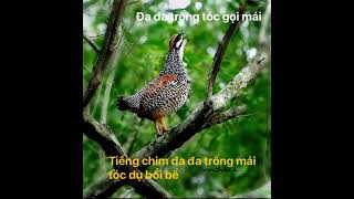 Download Lagu Tiếng chim đa đa trống mái tóc dụ bổi trận cực hay cho ae đánh loa MP3