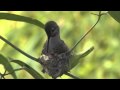 Hummingbird Building a Nest.mp4