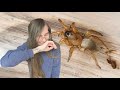 trapdoor spider plays dead .. UNBOXING (Aptostichus sp)