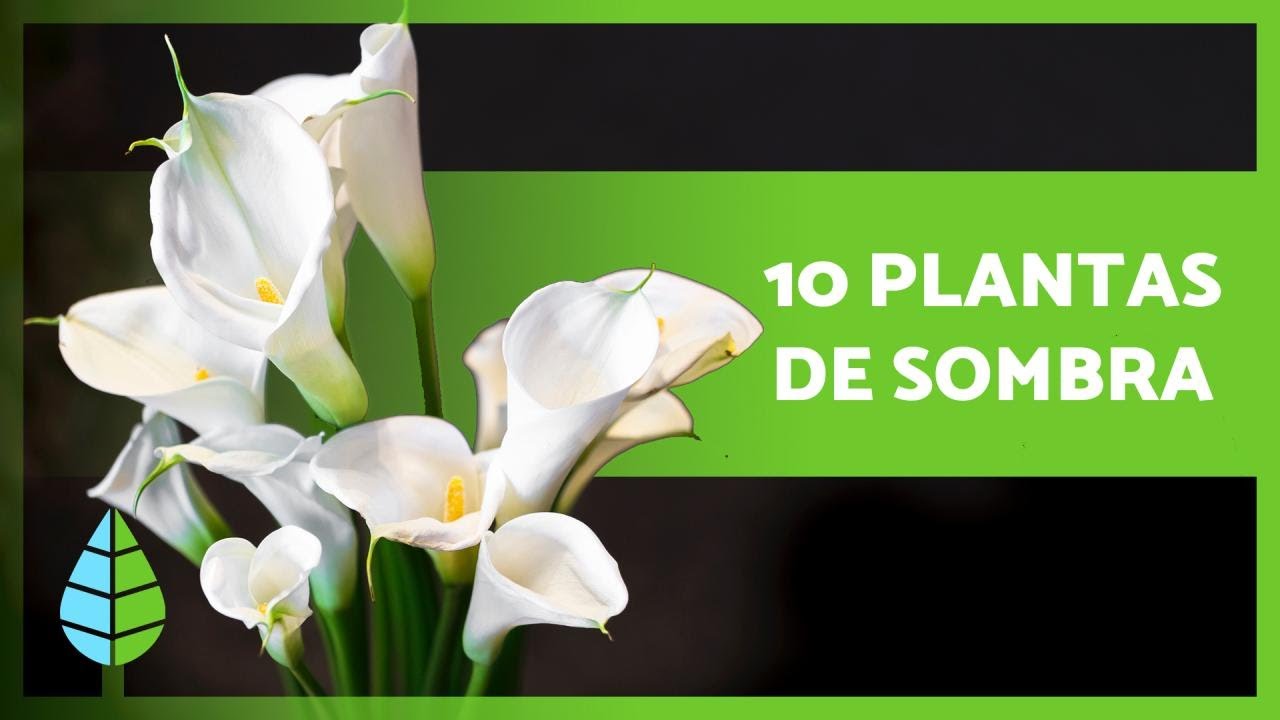 10 PLANTAS de SOMBRA para Interior y Exterior 🌸🌿 - thptnganamst.edu.vn