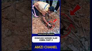 Cobra Nest Evacuation Part 2