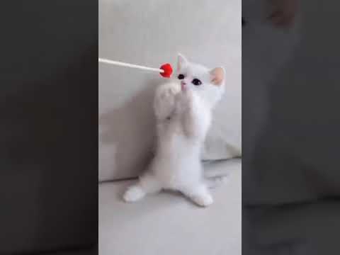 Video: Kurilian Bobtail: Fotoğraf, Kedinin Cinsinin Tanımı, Karakteri Ve Davranışı, Kedi Sahiplerinin Yorumları, Yavru Kedi Seçimi