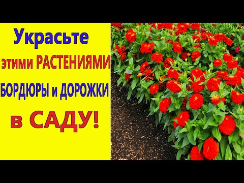 Самые красивые бордюрные цветы, цветущие все лето для украшения цветников и дорожек в саду!