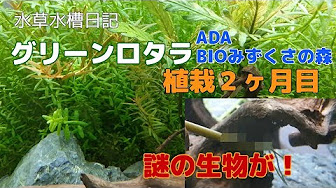 アクアリウム 森 作り方まとめ Youtube