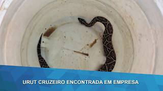 Urutu-cruzeiro é capturada pelos Bombeiros em empresa no Sul de Minas