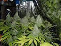 White Rhino timelapse from seed to harvest