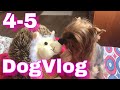 НЕДЕЛЯ ВЛОГОВ/DogVlog 4-5 день: 8 марта, дрессировка