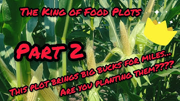 DIY food plot Corn part 2 #howto #foodplots #plot #deer #deerhunting #diy
