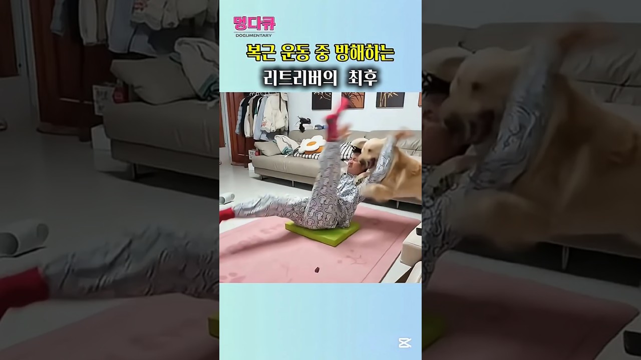 복근 운동 중 방해하는리트리버의  최후  #골든리트리버 #강아지일상 #강아지웃긴영상#goldenretriever#dogshorts#funnydog#dogvideo#shorts