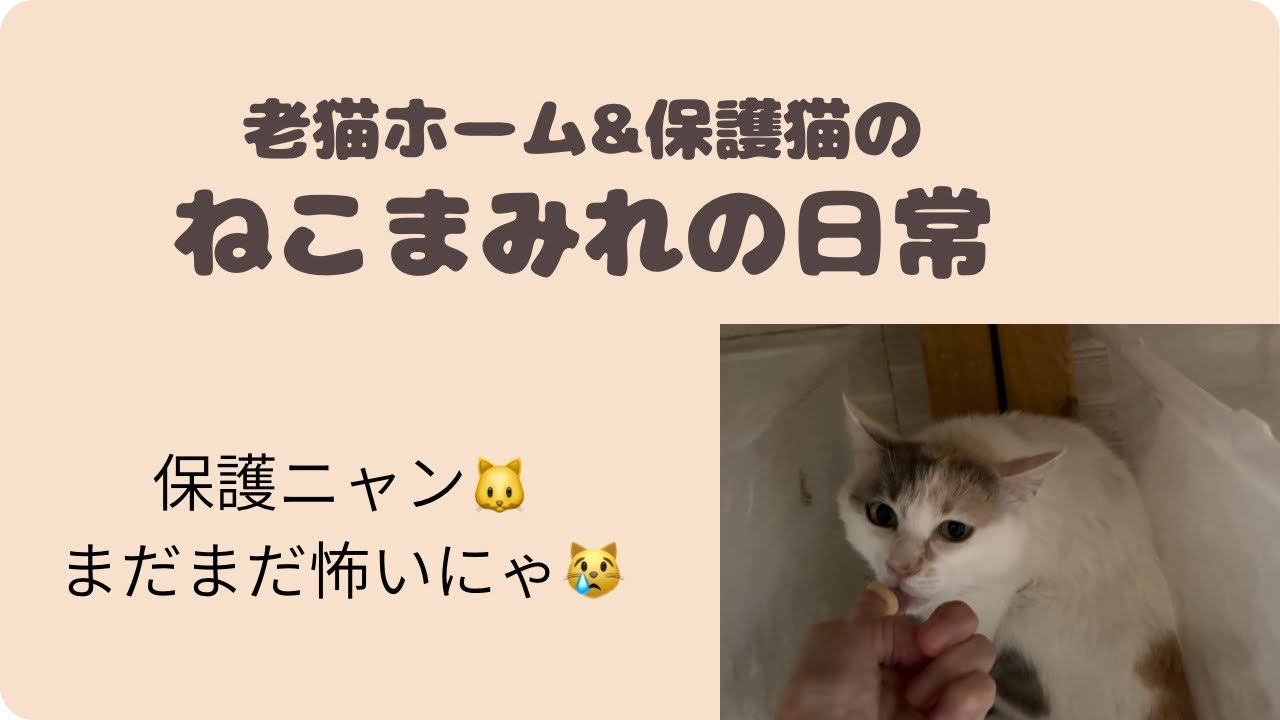 Rescued kitty 🐱 Still scared 😿 - YouTube