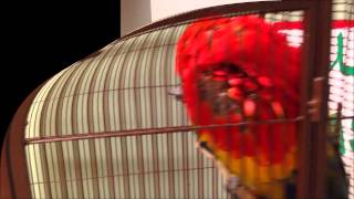 How Could You Be So Heartless Bird Missing