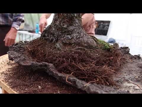 Video: Spruce Bonsai: Kev Tsim Ntawm Xiav Thiab Ntau Yam Spruce Bonsai. Yuav Ua Li Cas Ua Bonsai Los Ntawm Canadian Spruce Glayka Konik? Yuav Ua Li Cas Loj Hlob Bonsai Hauv Lub Lauj Kaub 