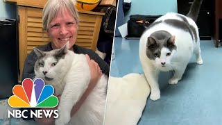 40pound cat named Patches finds new furever home