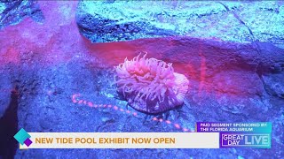 New Tide Pool exhibit opens at the Florida Aquarium