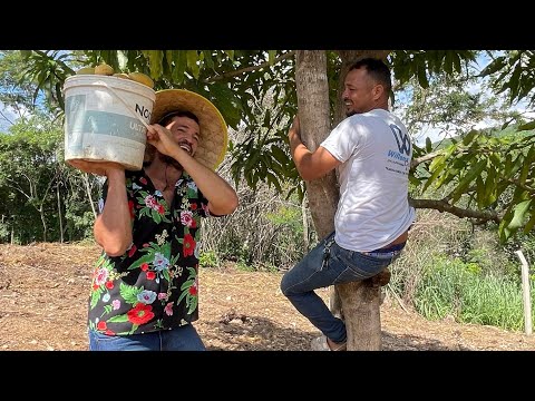 AZARENO E AS PRAGAS DA MANGAS