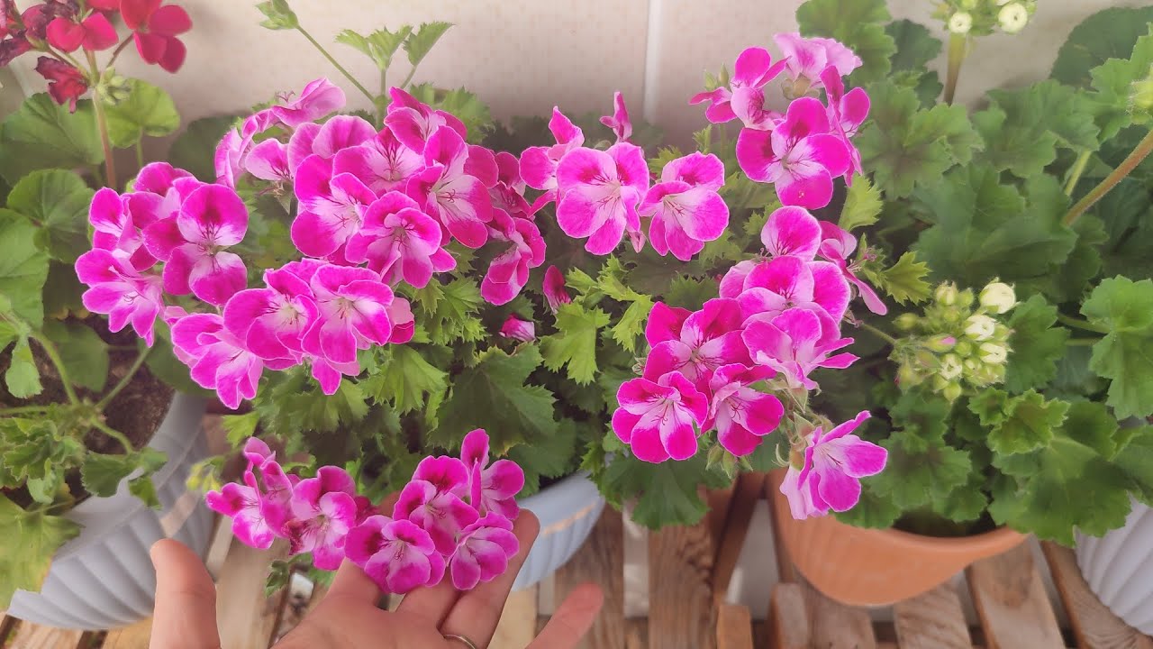 Sardunyalarım coştu 🌸 canan sardunya 🌸