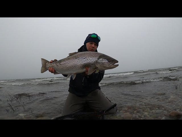 Flyfishing Ireland,dry fly for wild brown trout. 