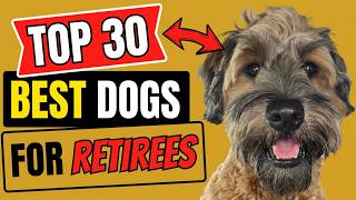 Top 30 Best Dog Breeds for Senior Couples🐶