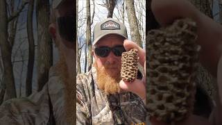 MOREL HUNTING TIP 101! #morels #morelhuntingtip #morelhunting #foraging