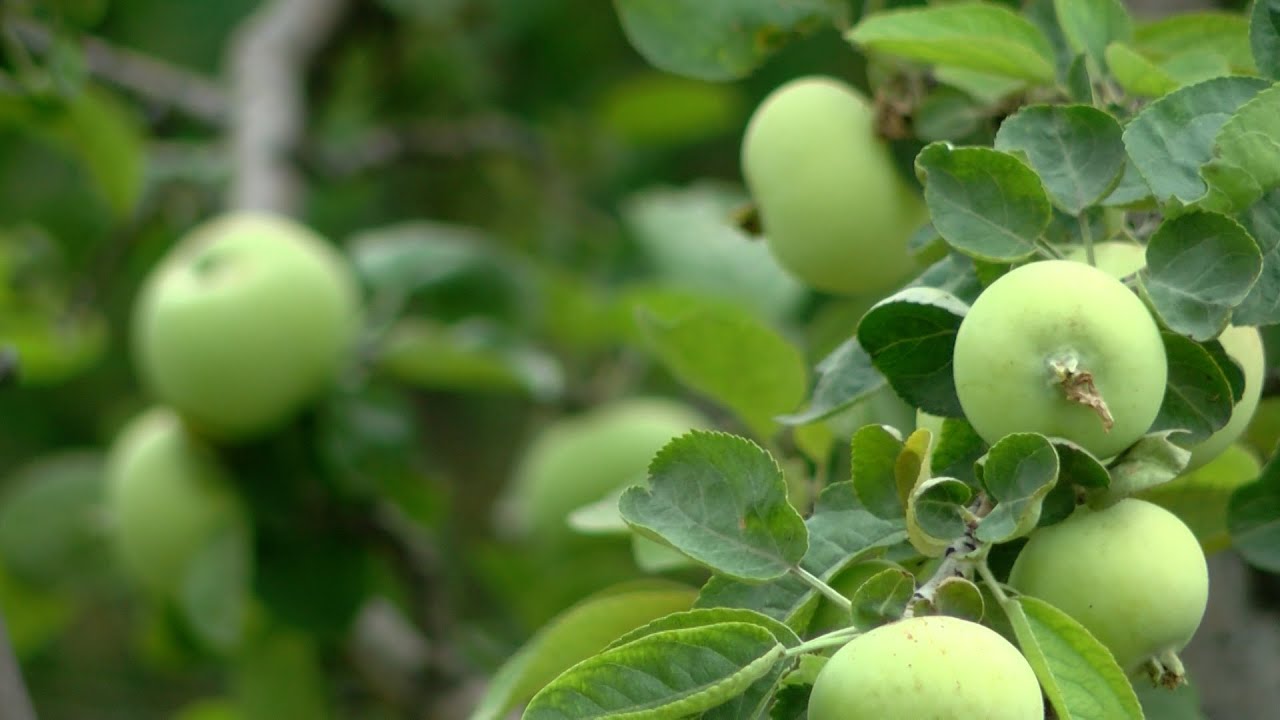 Interactive map displaying public fruit trees in Lethbridge - Aug. 6, 2021 - Karsen Marczuk