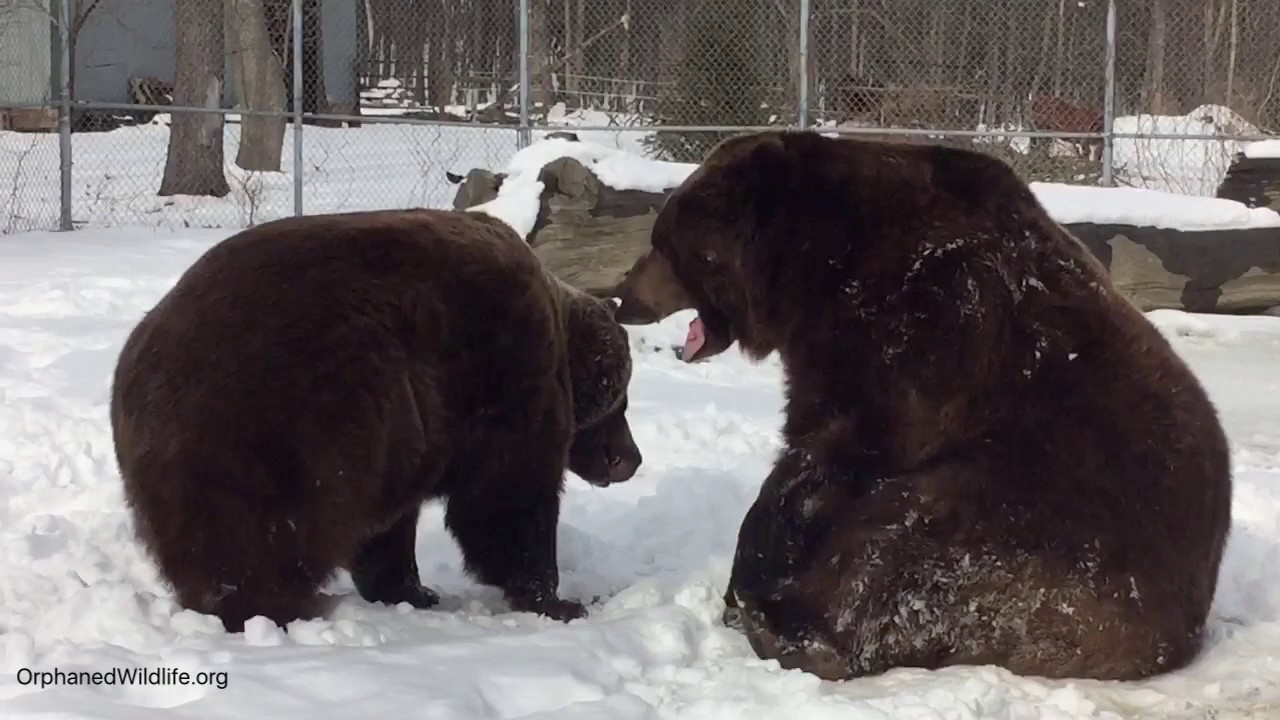 profit and loss statement Leo - SUPER STAR!