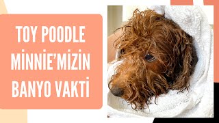 Toy Poodle Cinsi Köpeğimiz Minnie’nin Banyo Vakti