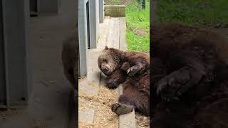 Michals Summer Mood 💚🐻 | FOUR PAWS | [SUBS]