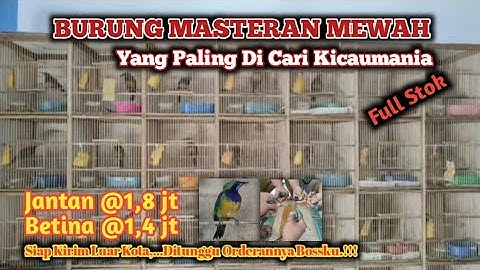 Burung masteran cucak cungkok jantan ngacor .!!!
