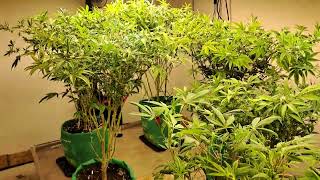 week 3 to the sound of the grow