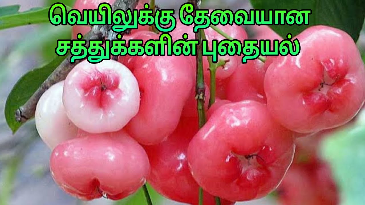 Water Apple Benefits in TamilJambakkai usesWater Rose AppleCandy