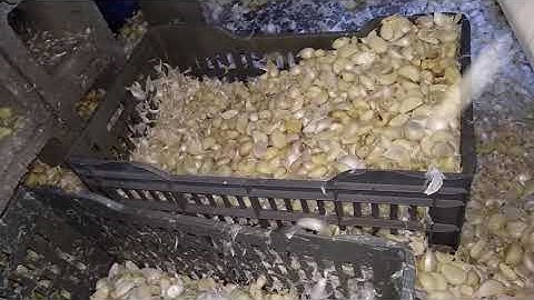 Angelon Garlic sorter in MIA