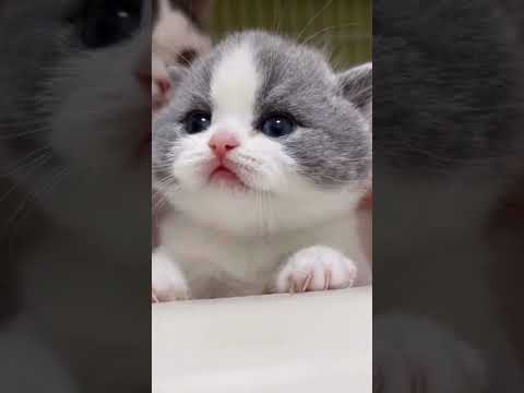 Cute Kitty 🐈❣❤🥰