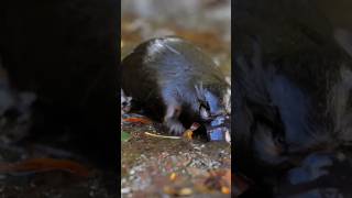 Platipus, Makhluk Paling Aneh yang Pernah Diciptakan Alam?#shorts #animals #fyp