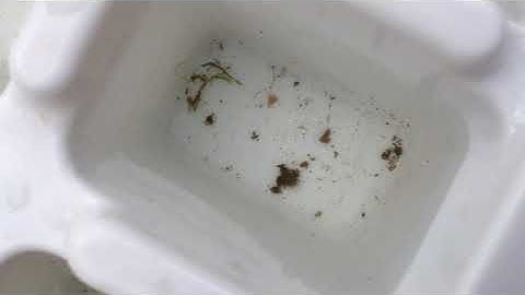 Exploring Streams for Macroinvertebrates