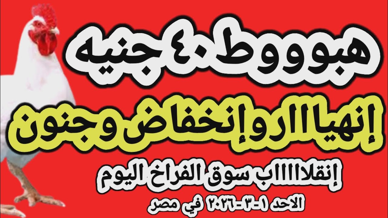 اسعار الفراخ البيضاء اليوم/ سعر الفراخ البيضاء اليوم الاحد 2026/3/1 في مصر جمله وقطاعي