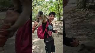 Monkeys Snatch Food From People - 1361758