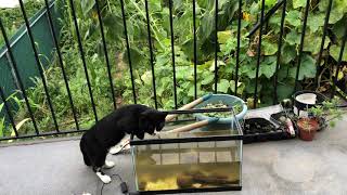 流浪猫喝水