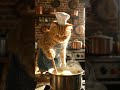 Just a Ginger Cat making Gourmet Soup 🍲✨