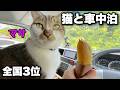 【猫と車中泊旅】DIYしたハイエースで猫のマサと癒やしの車中泊ドライブ|全国3位のサツマイモ産地を偵察|3000Wの大容量ポータブル電源 BLUTTI AORA 300 & AORA 100 V2