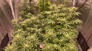 How to grow weed!!! Daily grow journal!!! Jan.29.23 @gorillagrowtent @KindLEDGrowLights