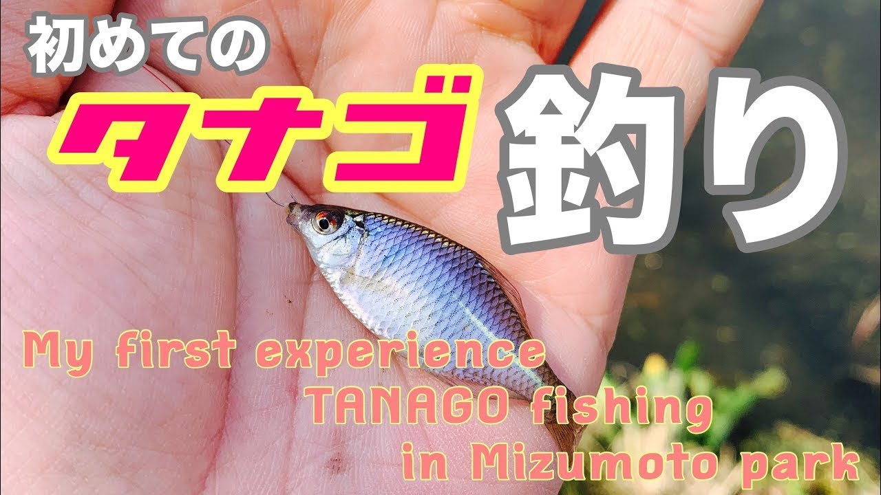Tanango Fish 【再アップ】今日は初めてのタナゴ釣り。My first experience TANAGO fishing in Mizumoto park ...